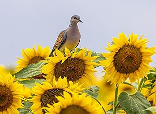 Miniatura 2 de Peredovik Semillas de girasol para plantar - 500 semillas - Atrae palomas y otras aves