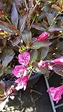Weigela florida 'Alexandra' cov/Weigelia rouge à feuilles pourpres/Conteneur de 3 à 4 litres