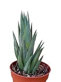 painta grassa Haworthia Haworthia glauca pianta grassa succulenta foglie appuntite