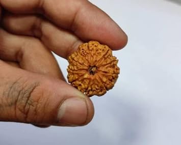 QUEEN-GEMS Lab Tested 9 Mukhi Rudraksha 9 No Mukhi Rudraksh 9 Face Rudraksh Durga MATA Rudraksha Nine Faced Rudraksh for Men & Women