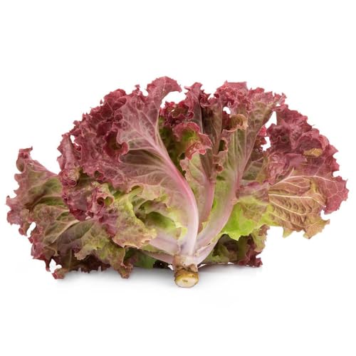 400 Pezzi Semi Di Lattuga Rialzata - Lactuca Sativa - Semi Di Lattuga Tagliata, Semi Di Aiuole Rialzate, Semi Di Ortaggi Antichi Raccogliere Lattuga, Semi Di Lattuga, Semi Di Lattuga