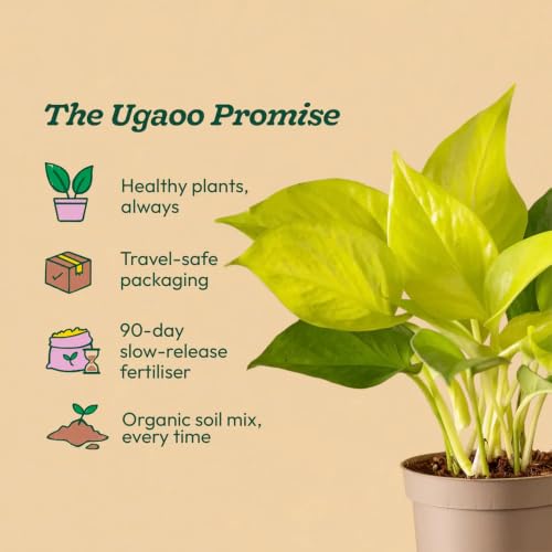 Image of Ugaoo Golden Money Plant Live Plant With Grow Pot