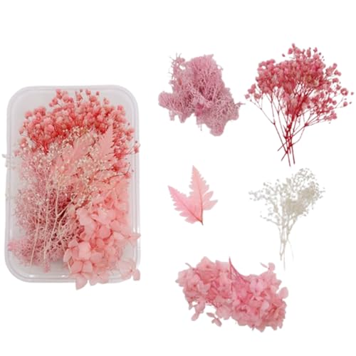 JchEnye Flores Secas, Flores Secas, Flores Secas para Manualidades, Flores Secas, Pequeños Conjuntos de Flores Secas para Arte, DIY, Resina, Scrapbooking, Manualidades, Tarjetería