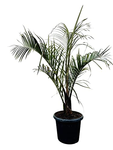 Dypsis Decaryi - Palma triangular - Dypsis Cover
