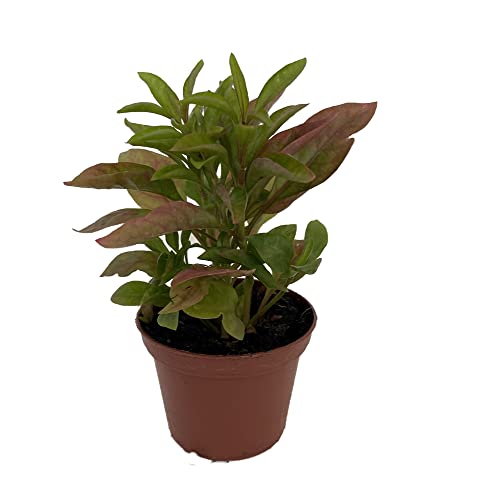 Biblical Yellow St. Joseph's Coat -Alternanthera- Easy Houseplant-2.5" Pot