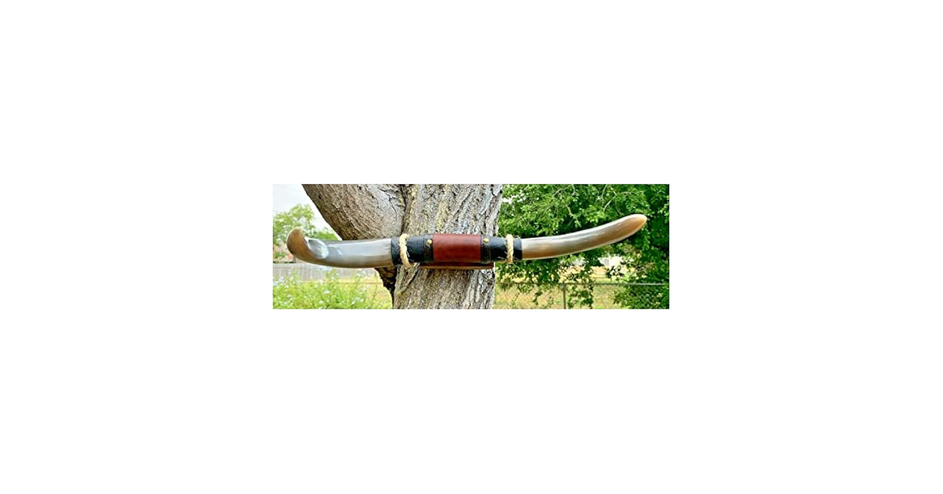 Amazon.com: Real Mounted Steer Cow Bull Texas Long Horns