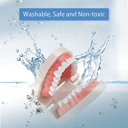 Dental Adult Standard Teeth Model, Typodont Demonstration Denture Model|Mouth Teeth Model Dental Supplies For Kids, Dentist Students, Patient, Teaching, Studying, Displaying, Educating #TOP3