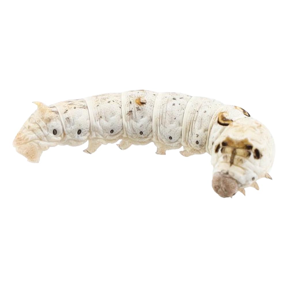 Livefoods4u Live Silkworms Medium 25-30mm - Live Food for Reptiles and Amphibians - Approx 12