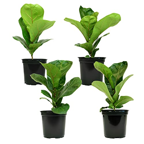Ficus Lyrata Fiddle Leaf Fig Plant (4Pk), House Plants Indoors Live Ficus Tree Live Plant, Fig Trees Live Plants Indoor Plants Live Houseplants Fig Plants Live Planter Pot In Soil By Plants For Pets #TOP1