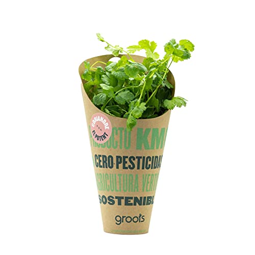 Groots | Cono de Cilantro Fresco con sus Raíces | Hierba Aromática | Especia Ideal para Pescados y Salsas como Guacamole o Pesto | Planta Natural Viva | Sin Pesticidas Cover