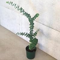 Amazon.co.jp: ITANSE ユーカリ グニー 6号鉢【品種で選べる植木
