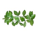 W WIDMANN MILANO Party Fashion - corona de laurel, corona, romano, griego, dios, disfraz, accesorio, carnaval, fiesta temática