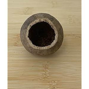 garnelenshop24de Wood Apple Small – Decoratie & verstopmogelijkheid