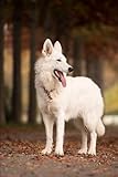  White German Shepherd Dog Notebook: Perfect White German Shepherd Dog Journal Diary, 6\