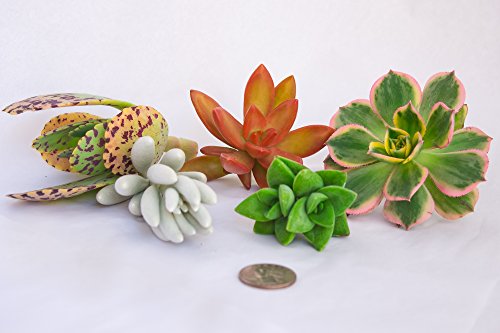 Fatplants 10 Living Succulent Cuttings #TOP2