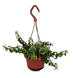 Twister Lipstick Plant - Aeschynanthus - 4' Mini Hanging Basket