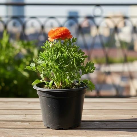 Ranunculus/Buttercup (any colour) in 6 Inch Plant Nursery-image-8