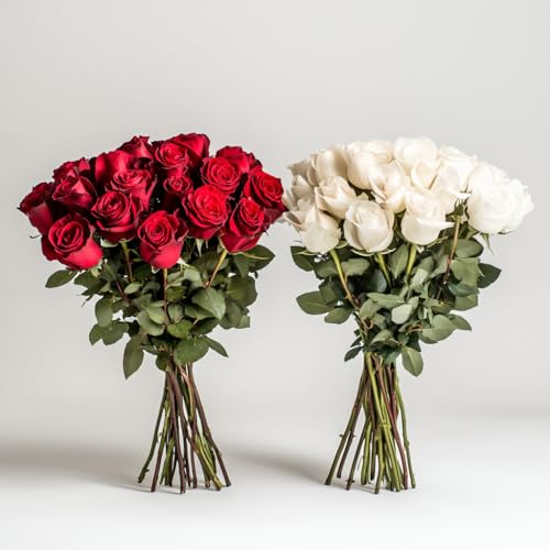 GlobalRose Fresh Cut Red & White Roses - 50 (25 Red & 25 White) - Real Fresh Flowers Bouquet for Valentine's Day, Anniversary