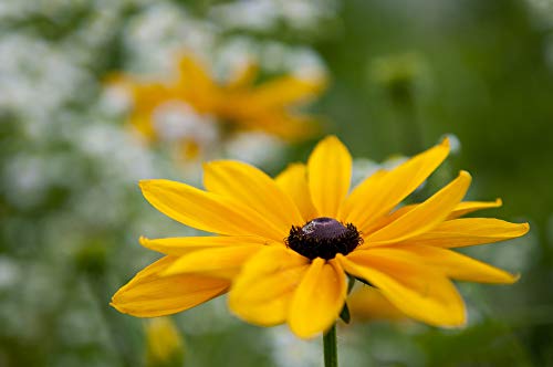 Brown-Eyed Susan Flower Seeds For Planting, 3000+ Seeds Per Packet, (Isla's Garden Seeds), Non Gmo & Heirloom Seeds, Scientific Name: Rudbeckia Triloba, Great Home Flower Garden Gift #TOP4