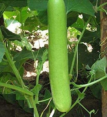 Artifii Bottle Gourd Long Seed,Loki beej for Great gardening gift Home/Terrace gardening Plantation - Pack of 30 (B09W2ZCW5K) Amazon Price History, Amazon Price Tracker