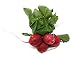 Produce Red Radish Bunch