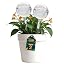 Medium - 2 Pcs (Pack of 1)
