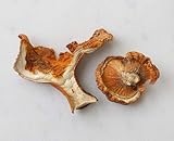 Northwest Wild Foods Dried Lobster Mushrooms - Raw Handpicked Sundried High Quality of Pacific Northwest (8oz)