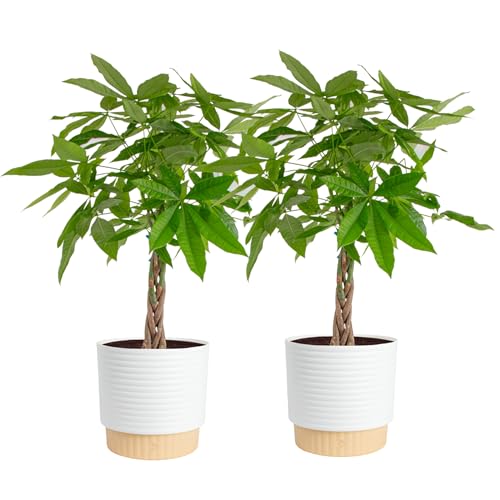 Costa Farms Live Money Tree Plants (2-Pack), Large Indoor Plant 3-4 Feet Tall with Braided Trunk...
