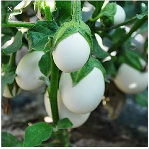 Brinjal White Round Seeds Vegetable Hybrid Seeds for Home Garden for Planting (100 Seeds) By Zabbus (B0BHZJ4BD5) Amazon Price History, Amazon Price Tracker