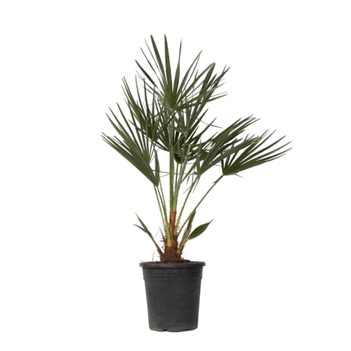 Plant in a Box - Chamaerops Humulis - Palmier nain européen - Pot 21cm - Hauteur 70-80cm