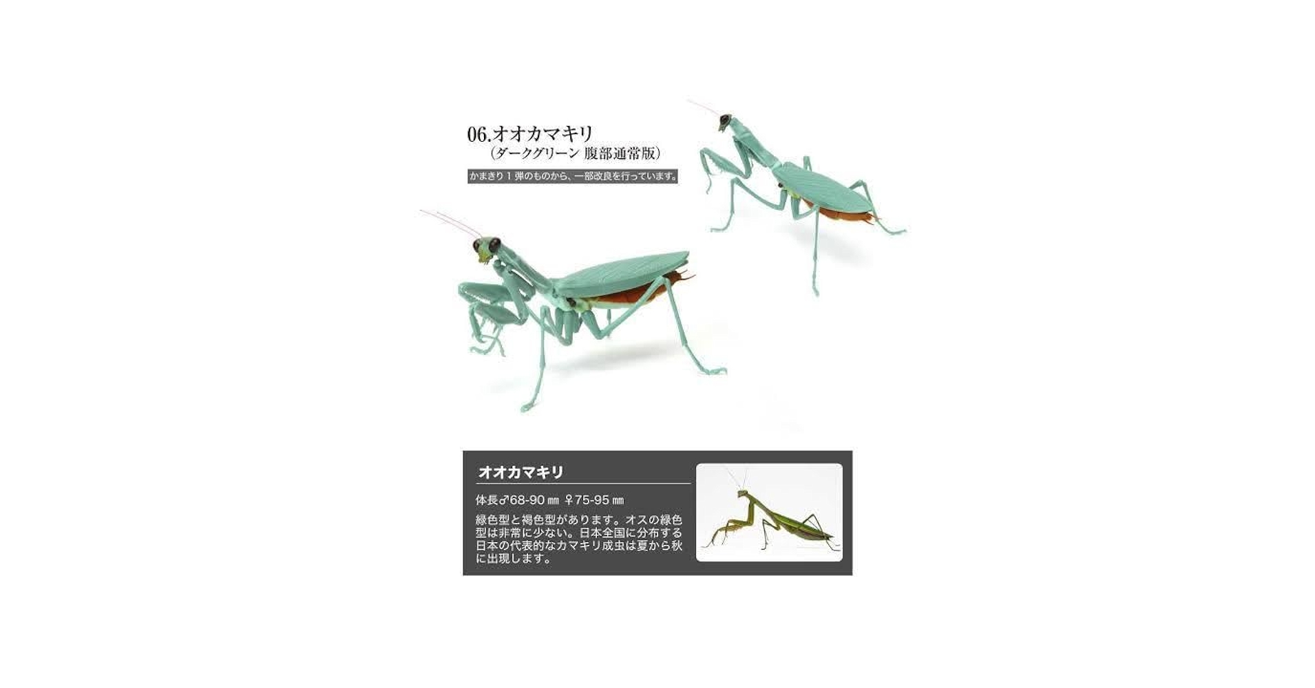オータニ昆虫館　カマキリダーター オータニ昆虫館 カマキリダーター オータニ昆虫館 カマキリダーター