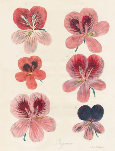 John Derian Paper Goods: Wrapping Paper & Gift Tags