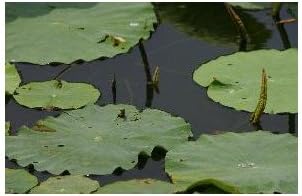 Amazon ポストカード 絵葉書 滋賀県草津市水生植物園の蓮 はがき絵葉書postcard ポストカード 絵柄付はがき 文房具 オフィス用品 Amazon ポストカード 絵葉書 滋賀県草津市水生植物園の蓮 はがき絵葉書postcard ポストカード 絵柄付はがき 文房具 オフィス用品
