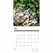 Carousel Worldwide, Wolves 2026 Square Wall Calendar