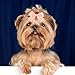 Hidaily 20 Pcs Dog Bows with Rubber Bands, Dog Hair Bows for Small Dogs Girl, Cute Flower Puppy Bow Pet Hair Accessories for Cat Yorkie