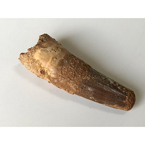 楽天市場】スピノサウルス 化石 歯 おすすめの通販 恐竜 歯化石
