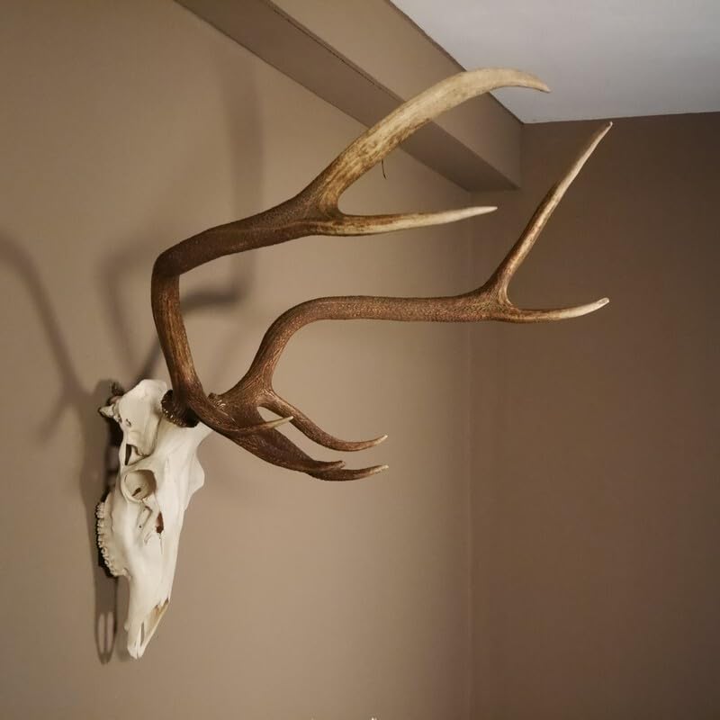 GTK - Geweihe & Trophäen KRUMHOLZ 8 Ender Rothirsch Geweih mit ganzer Nase und ganzem Oberkiefer Höhe 117 cm Hirschgeweih Hirsch #70.841