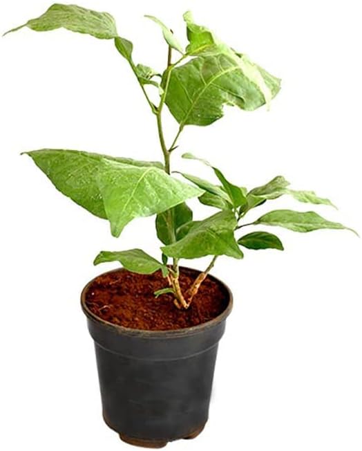 PlantaZee Bilva Patra Medicinal Plant Live with Plastic Pot