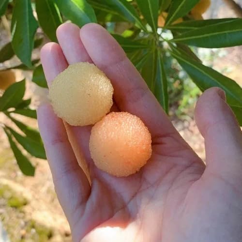 Generic Myrica Rubra Bayberry Samen 15pcs