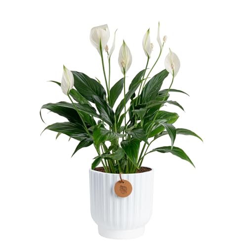 Image of Costa Farms Peace Lily Live Plant in Decorative Pot, Air Purifying Flowering Indoor Houseplant, Perfect for Home, Room, or Office Decor, Great House Warming or Birthday Gift, 14-24 Inches Tall