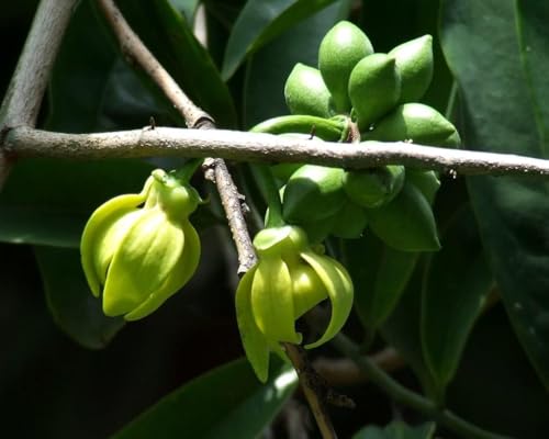 Image of Live Hirwa Chafa Plant | Hari Champa Grafted Flowering Plant | Fragrant Champa Outdoor Plant for Home Garden Balcony Terrace