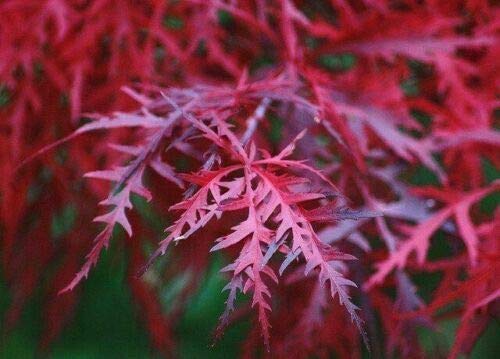 Acero rosso giapponese "Acero palmatum dissectum Firecracker" pianta in vaso ø26 cm Vivaio di Castelletto