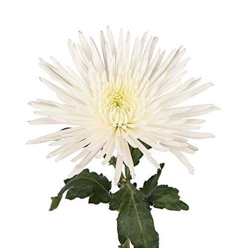 Farm Fresh Natural White Spider Mums - 60 Stems #TOP7