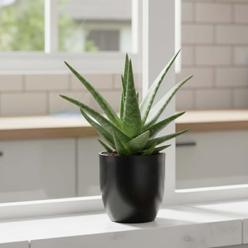 Image of Go Hooked Pluto 8 Inch Polymer Flower Pot for Indoor & Outdoor Plants | Decorative Grey Stone Garden Planter with Drainage Hole | UV Protected Plastic Pot for Home Balcony Office Terrace & Garden