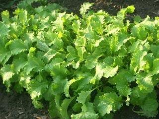 1000 semillas de hierbas vegetales Brassica Juncea de mostaza marrón