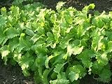 1000 BROWN MUSTARD Brassica Juncea Vegetable Herb Seeds