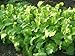 1000 BROWN MUSTARD Brassica Juncea Vegetable Herb Seeds