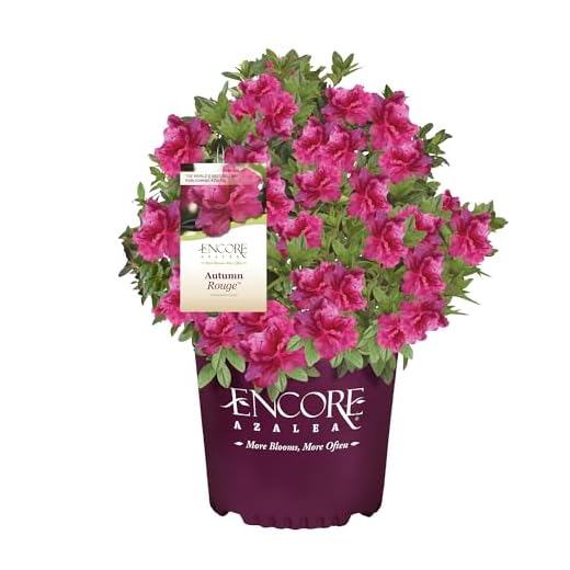Encore Azalea Autumn Rouge Azalea 2 Gal, Bright Pink Blooms