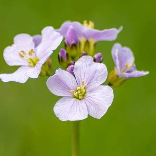 Carbeth Plants Cardamine pratensis Pond Plant for Small Ponds 1 x 9cm Pot - Cuckoo Flower Live Marginal Ponds Plant - Lady's Smock Outdoor Fully Hardy Perennial for Pond Edges and Bog Gardens