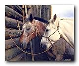 Horses Hitched Wild Animal Room Wall Decor Art Print Poster (16x20)